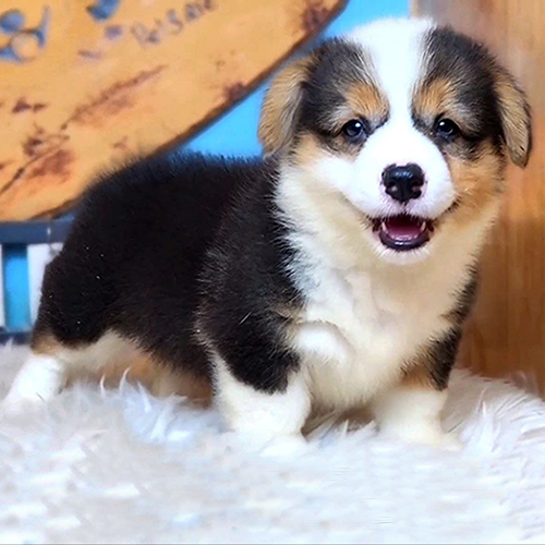 Chó Corgi thuần chủng ba màu khỏe mạnh tại Chomeocanh.com