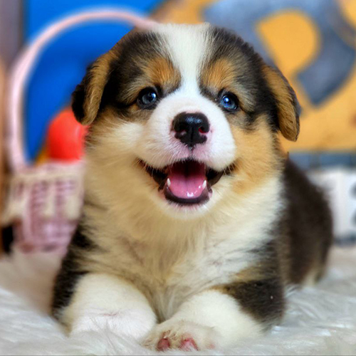 Chó Corgi 2 tháng tuổi cười tươi, lông ba màu, nằm trên thảm trắng