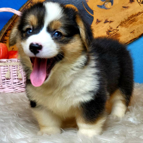 Chó Corgi con thuần chủng với bộ lông ba màu và đôi mắt sáng khỏe mạnh