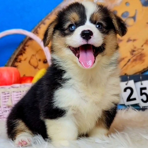 Carly, bé Corgi Tricolor cái 2 tháng tuổi, lông ba màu nổi bật, khỏe mạnh và lanh lợi.