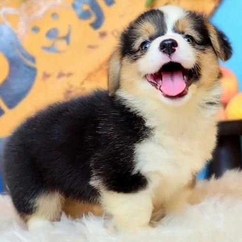 Chó con Corgi mặt cười đáng yêu, lông ba màu