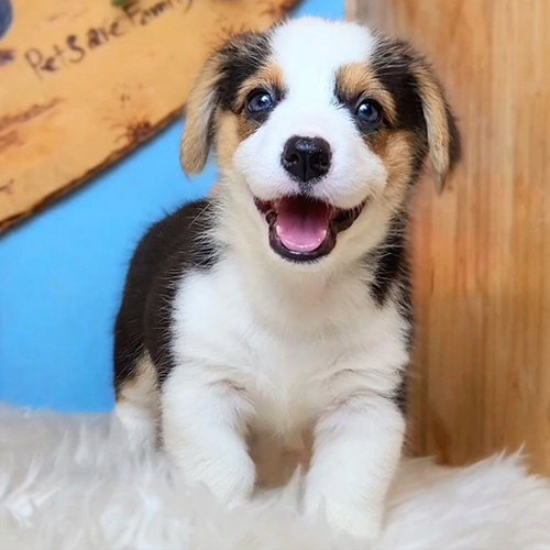 Chó Corgi con đáng yêu với đôi mắt long lanh