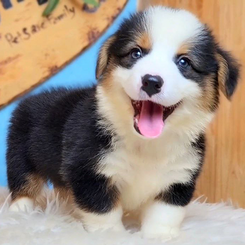 Chó Corgi Tricolor thuần chủng tại Chomeocanh.com