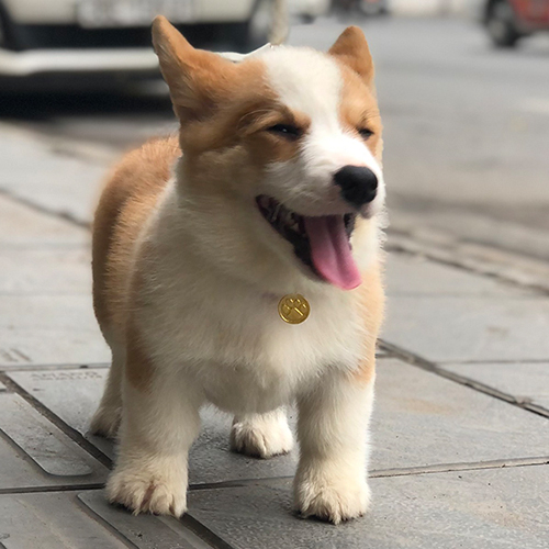 Chó Corgi mập mạp đáng yêu đang thè lưỡi trên đường phố.