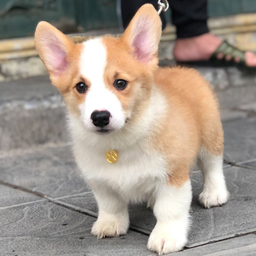 Chó Corgi vàng trắng thuần chủng đeo vòng vàng, đứng trước cửa nhà