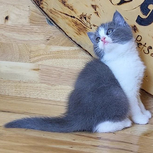Mèo Anh lông ngắn bicolor xám trắng 3 tháng tuổi ngồi nghiêng đáng yêu