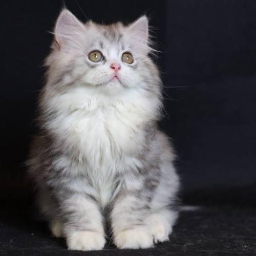 Mèo lông dài Silver Tabby, bộ lông xám bạc bồng bềnh, mắt vàng đáng yêu.