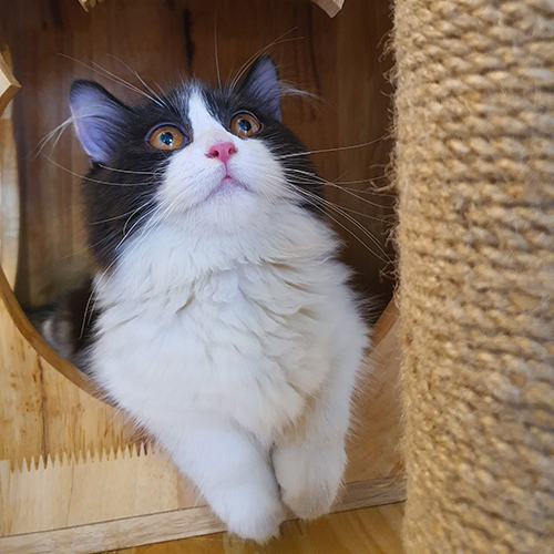 Mèo Munchkin chân ngắn tuxedo, lông dài, mắt tròn đáng yêu.