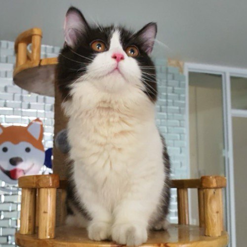 Mèo Munchkin màu tuxedo trắng đen đáng yêu ngồi trên kệ gỗ trong phòng sáng.