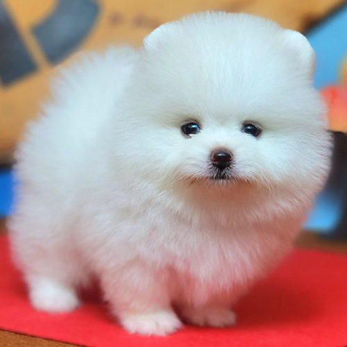 Chó Phốc Sóc con màu trắng lông xù đáng yêu.