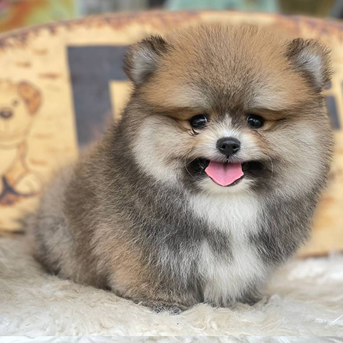 Chó Phốc Sóc màu vàng sable mặt gấu đáng yêu