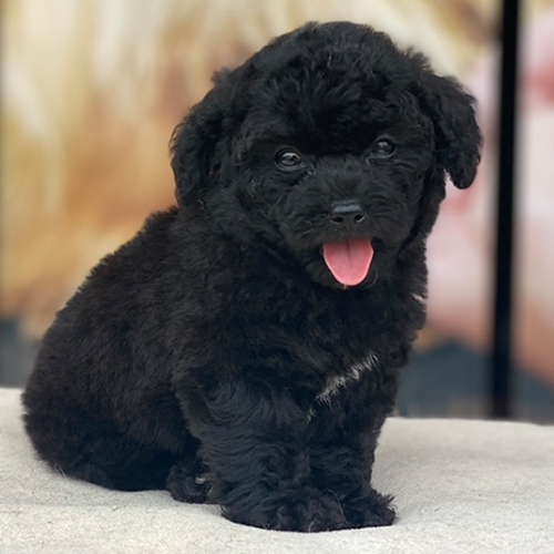 Chó Poodle đen đáng yêu với bộ lông xoăn mượt.