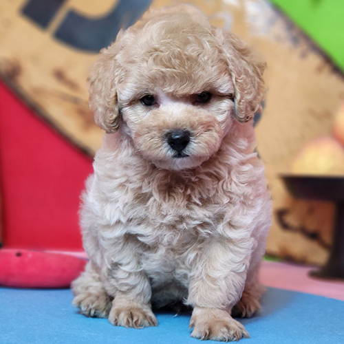 Chó Poodle con lông vàng mơ đáng yêu ngồi trên sàn đầy màu sắc.