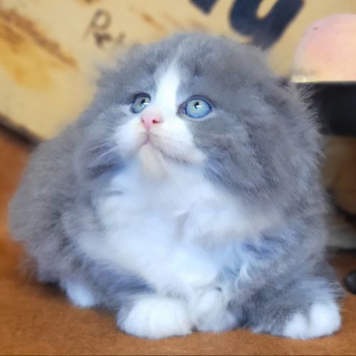 Mèo Scottish Fold lông dài bicolor xám trắng mắt xanh.