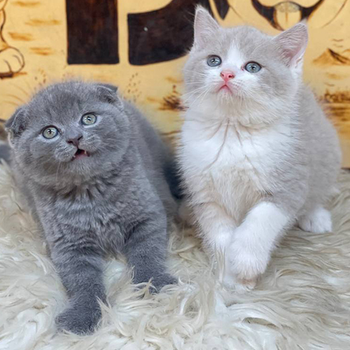 Hai bé mèo Scottish Fold xám xanh và bicolor đáng yêu trong mùa rụng lông.