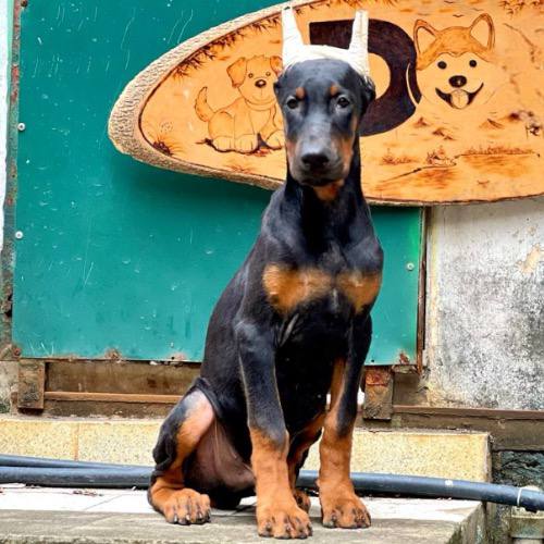 Chó Doberman lông đen nâu, tai dựng, ngồi nghiêm trang trước cửa gỗ.