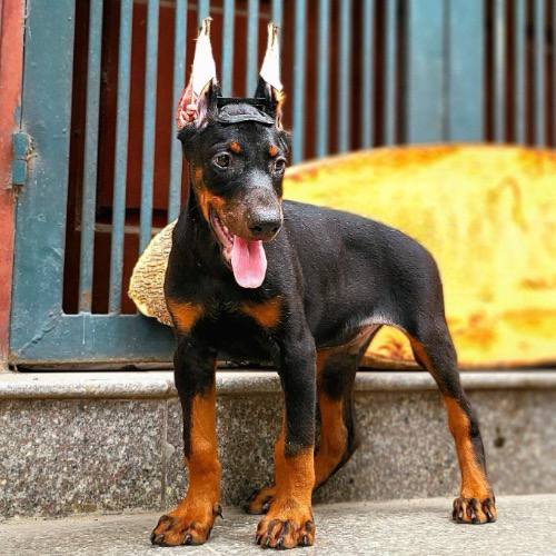 Chó Doberman tai dựng, lông đen nâu, đứng oai vệ trước cổng nhà.