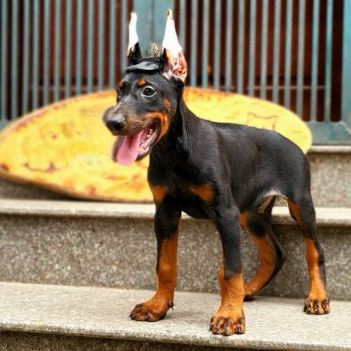 Chó Doberman Pinscher tai dựng, mạnh mẽ và cần huấn luyện kỹ để giữ nhà.