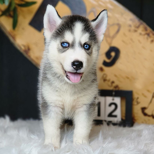 Chó Husky con 2 tháng tuổi với bộ lông trắng xám và đôi mắt xanh biếc, đứng trên nền thảm lông trắng.