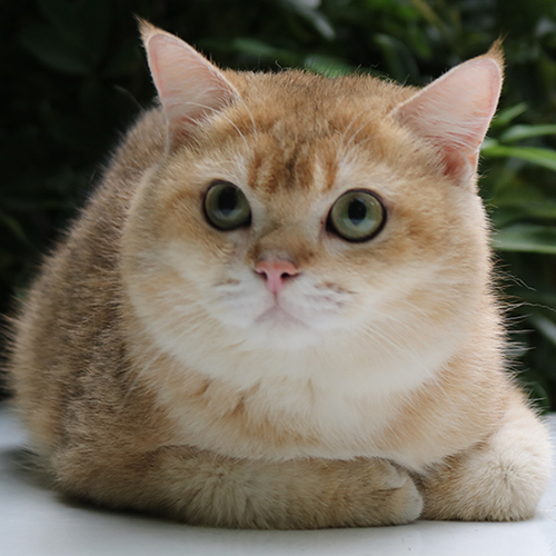 Mèo Anh lông ngắn Golden, lông vàng óng, mắt to tròn, dáng tròn trịa dễ thương.