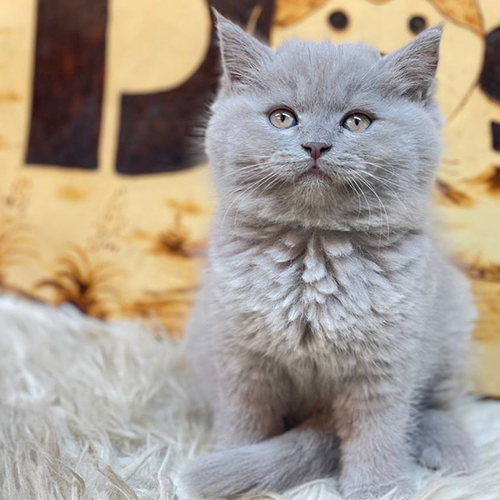 Mèo Anh lông ngắn lilac, lông xám tím bồng bềnh, mắt hổ phách cuốn hút.