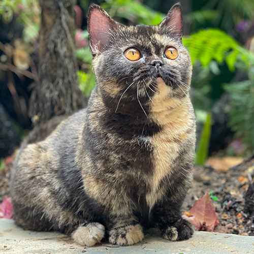 Mèo Munchkin chân ngắn màu Tortie với bộ lông pha trộn độc đáo