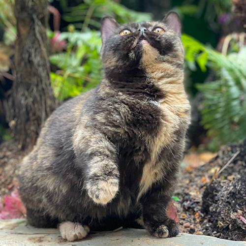 Mèo Anh lông ngắn tortie 5 tháng tuổi với bộ lông đặc biệt và dáng mập mạp đáng yêu