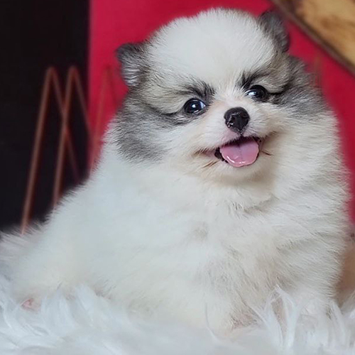CiCi, bé Phốc Sóc party màu 2 tháng tuổi, đáng yêu và khỏe mạnh.