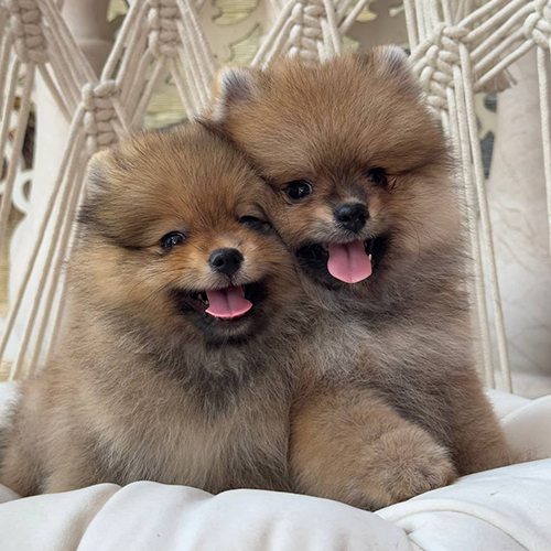 Hai chú chó Pomeranian Thái Lan đáng yêu với bộ lông vàng óng.