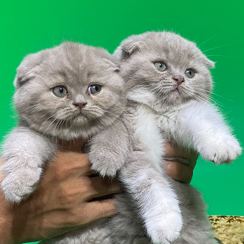 Hai chú mèo Scottish Fold tai cụp, lông xám, mắt tròn đáng yêu.