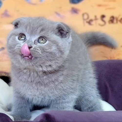 Mèo Scottish Fold lilac tai cụp đáng yêu, mắt tròn long lanh, tìm chủ mới.