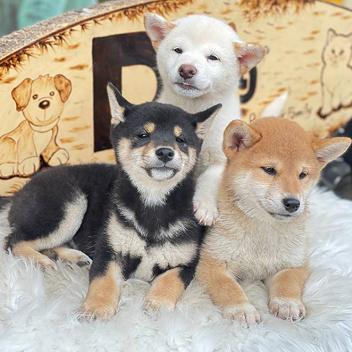 Ba chú chó Shiba Inu màu đen, đỏ và trắng đáng yêu, dáng nằm thư giãn trên nền lông mềm tại Chomeocanh.com.