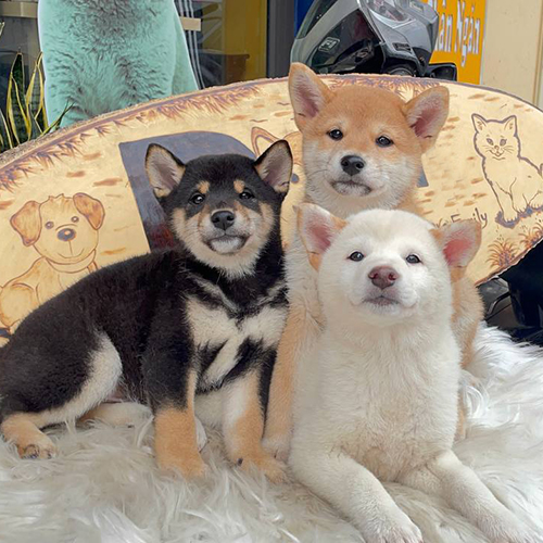 Một nhóm chó Shiba Inu với các màu lông khác nhau đứng trên bãi cỏ.