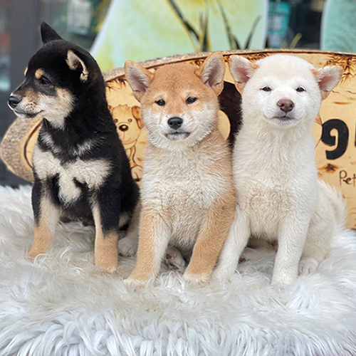 Ba chú chó Shiba Inu thuộc ba dòng Mino, Shinshu và San’in