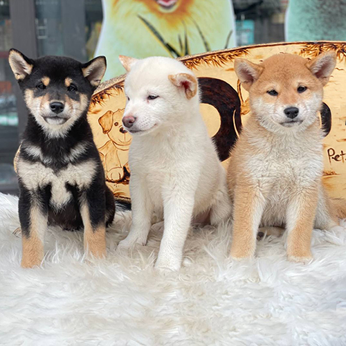 Ba chú chó Shiba Inu với ba màu lông khác nhau