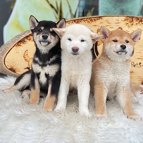 Ba chú chó Shiba Inu màu đỏ, trắng và đen nâu