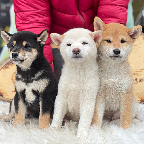 Ba chú chó Shiba Inu với ba màu lông khác nhau đang ngồi cùng nhau