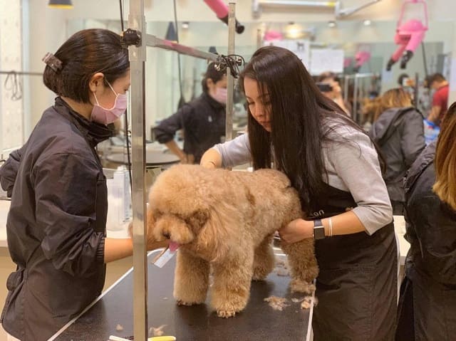 Spa chó Poodle giúp sức khỏe thú cưng luôn được đảm bảo