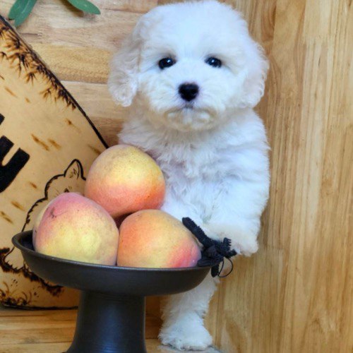 Chó Bichon Frise trắng bên dĩa trái đào, lông xoăn ít rụng