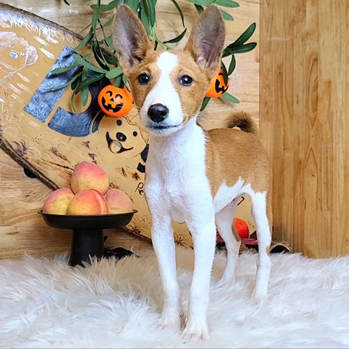 Chó Basenji màu vàng trắng đứng trên thảm lông trang trí