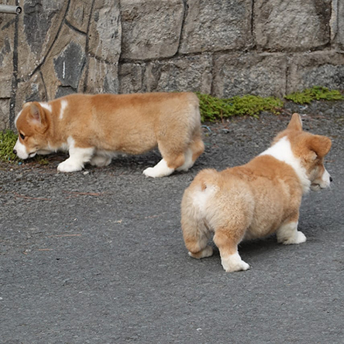 Hai chú chó Pembroke Corgi đang đi dạo trên đường, mông to tròn đáng yêu.