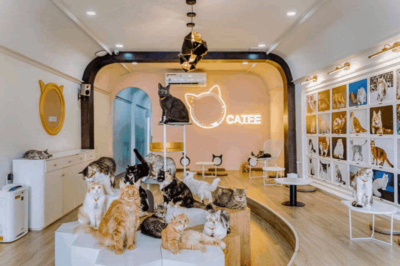 Mô hình kinh doanh cafe mèo