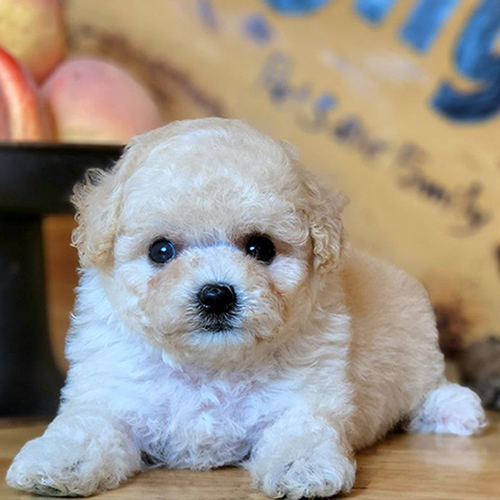 Chó Poodle màu kem đáng yêu với bộ lông mềm mượt.