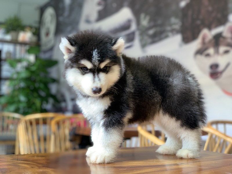 Wooly sở hữu nhiều chỉ số rất đáng gờm