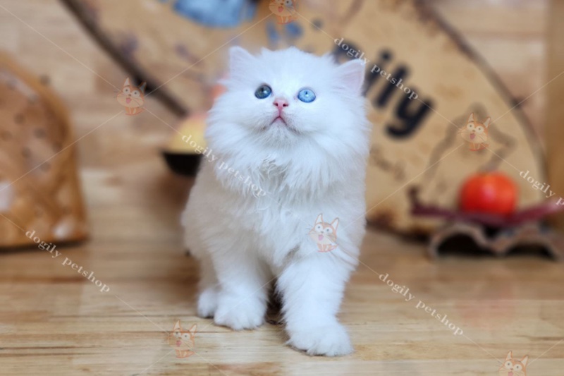 Những con mèo Munchkin chân ngắn vô cùng đáng yêu