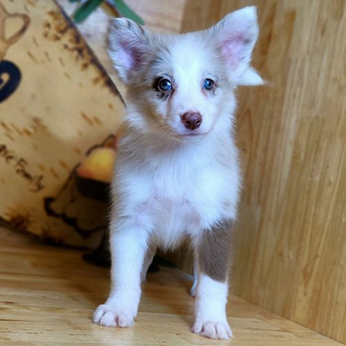 Chó Border Collie Lilac Merle mắt xanh đứng nghiêng đầu dễ thương