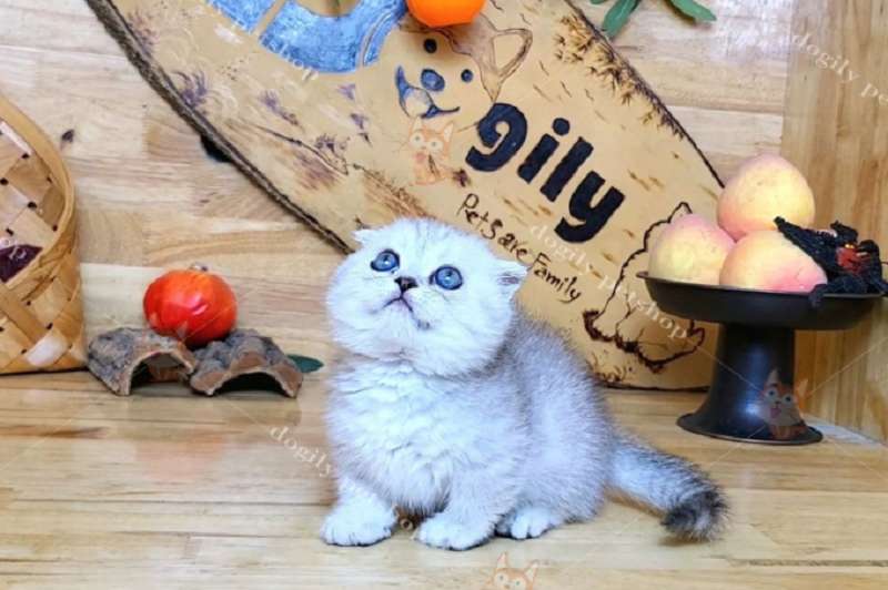 Nuôi mèo cưng mang lại nhiều lợi ích cho gia chủ