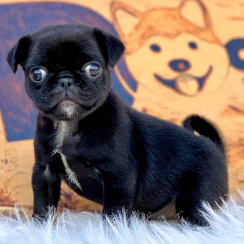 Chó Pug đen con thuần chủng dễ thương đang đứng trên thảm trắng