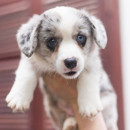 Chó Corgi Cardigan mắt xanh hiếm, lông đốm đẹp nổi bật.