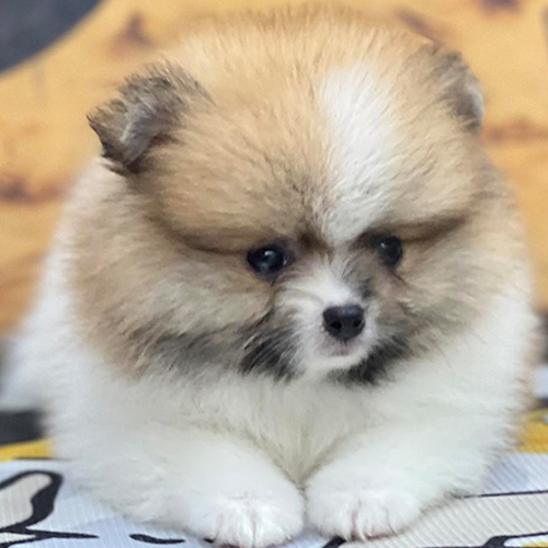 Chó Pomeranian con lông bông xù, nằm gọn gàng trên nền nhà.
